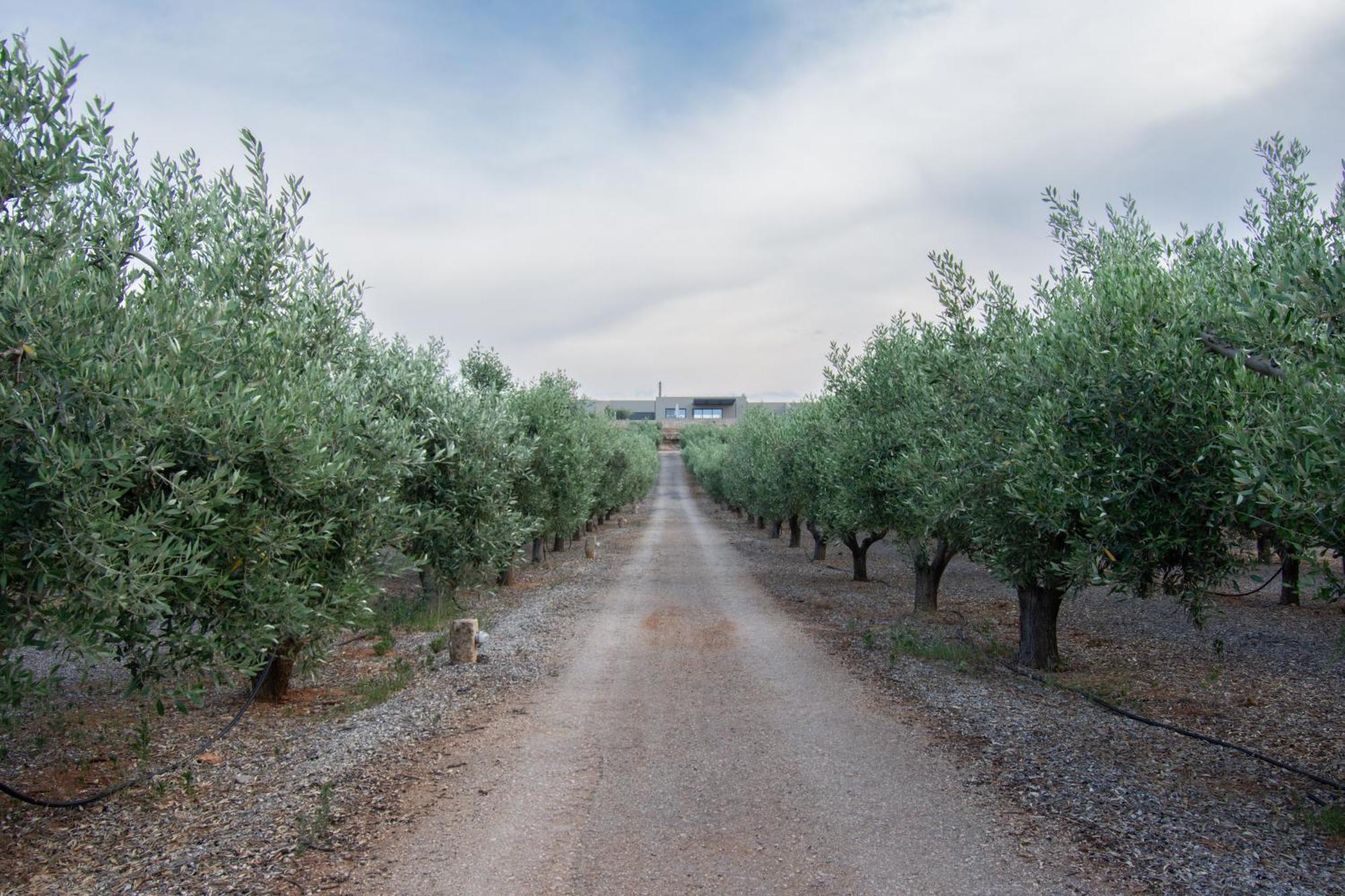 The Olive Hill Villa Ássos Buitenkant foto
